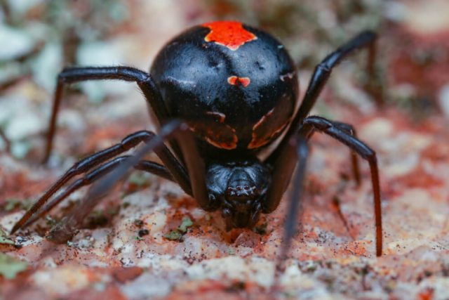red black spider