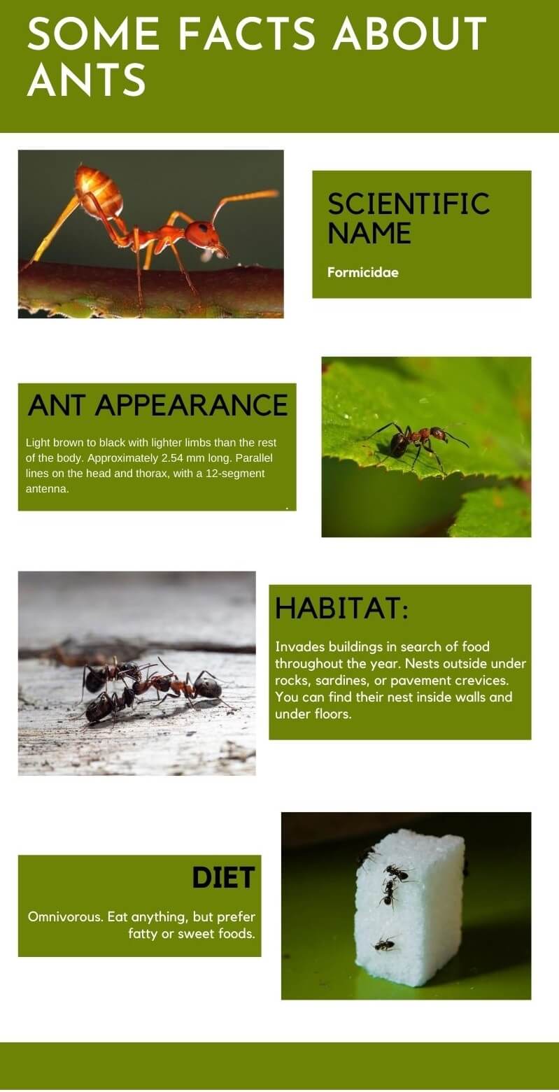 facts about ants