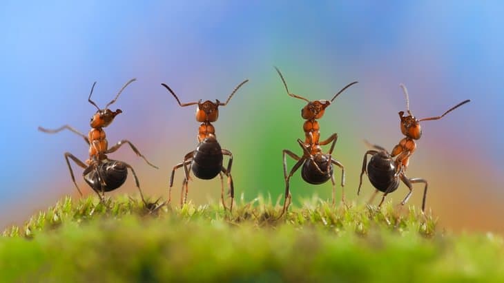 ants2